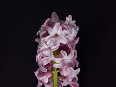Hyacinth Photos - Photo Editing