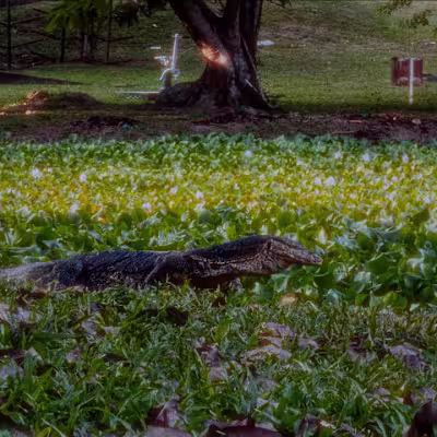 Apple Log Cinematic Video Editing and Color Grading 