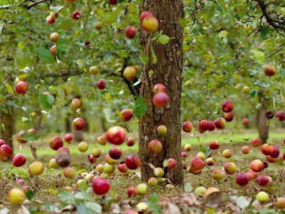 The Apple never falls far from the Tree