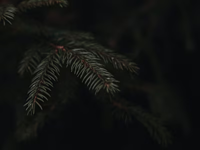 Wild Rush