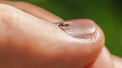 Development of Oropouche Virus Test