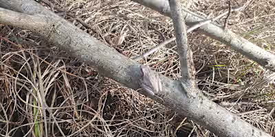 The Path to Understanding Myself as AuDHD