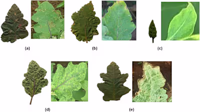 Transfer Learning Method for Tomatoes Diseases Detection