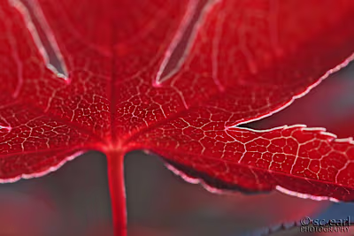 Photography Portfolio