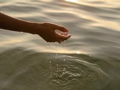 Araya- Visual and Digital