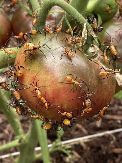Leaf-Footed Bugs: The Terror Lurking in Your Garden