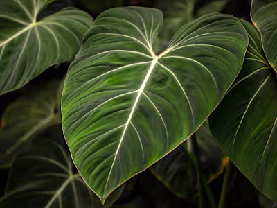 Philodendron