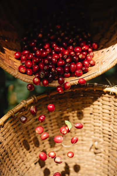 How Coffee Beans Are Produced and Where - Santa Sofia