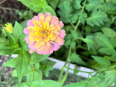 Personal life support