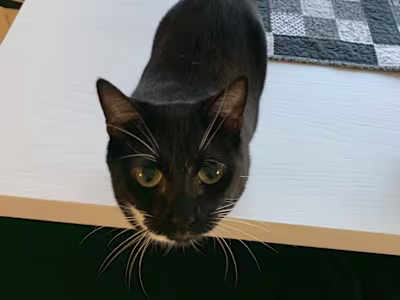 Cat Trap