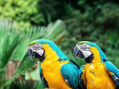 Financial Tracking Tool