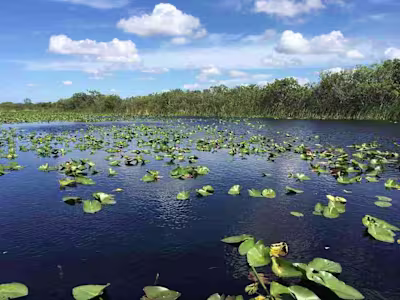 A Vanishing World: The Florida Everglades