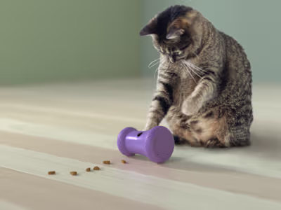 Nala Cat Toy, Product Design