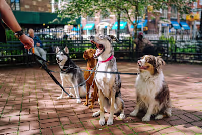 Medical Problems of Some of Our Favorite Dog Breeds