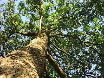 Case Study for Tree Service Business in North Texas
