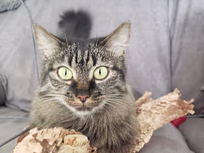 Training Development