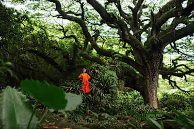 Birds of Paradise: The Creole Flamboyance - Céleste Caribbean