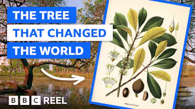 Explainer on the tree that revolutionised global communication