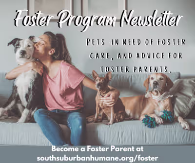 Social Media Design for Non-Profit Animal Shelter