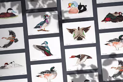 Ducks & Gooses Watercolors