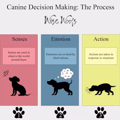 Canine Decision Making Infographic