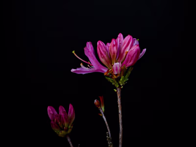 Photography Services