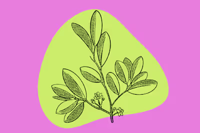 SEO Journalism- Coca Leaf