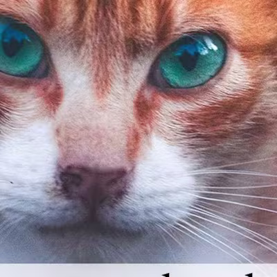 K.F.A.C.T.s on Instagram: “Gaze into the enchanting eyes of cat…