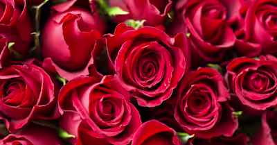 Floristeria El Corazón de la Rosa