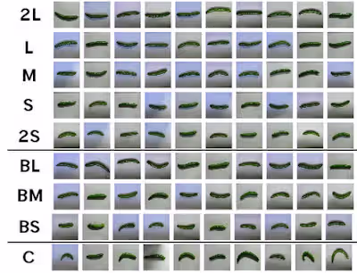 AI-Powered Produce Inspection System