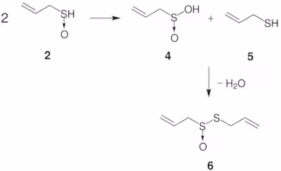 What is Allicin?
