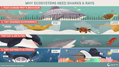 SOSF Shark Roles Infographic