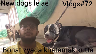 New dogs le ae pitbull or american bully bohat khatarnak dogs b…