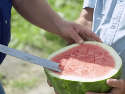 Melon 1