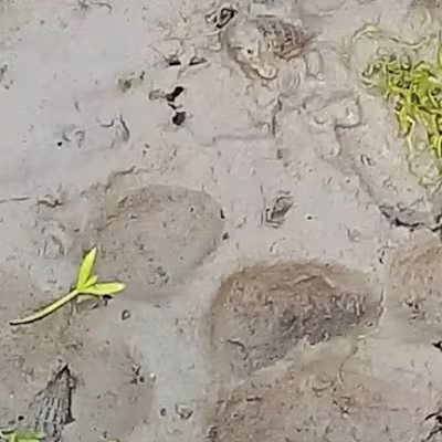 Natasha Behzad on Instagram: “Yesterday was World tiger day and…