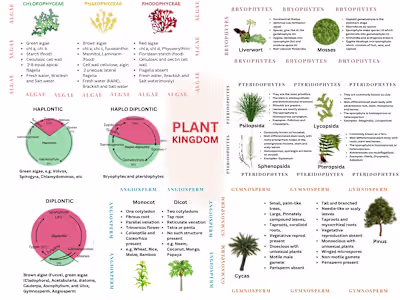 Digital Content Creation