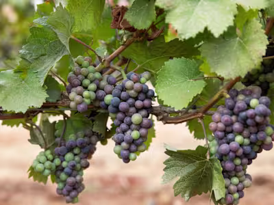 Vinrouge Landing Page (Replo)