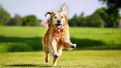 Did You Know That Cuddling Your Pet Is Beneficial To Your Healt…