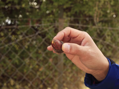 To Resurrect Lost Forests, Plant a Seed in Hearts and Minds