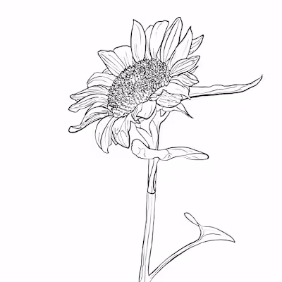 Black & White illustrations