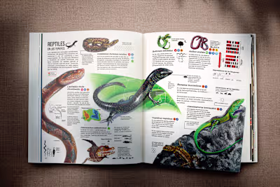 Illustrated Reptile Infographic