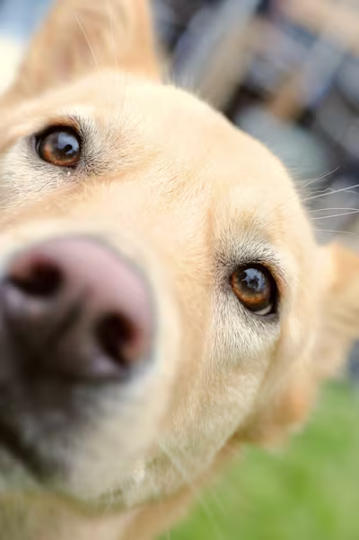 MUTTS Dog Rescue 3rd Birthday
