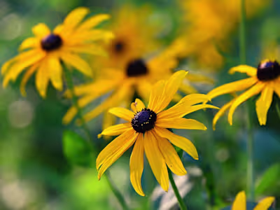 Lauren Landers, Writer at Better Homes and Gardens