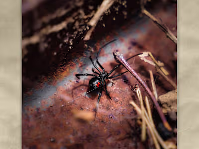 Beware the Spider — Blot and Blood