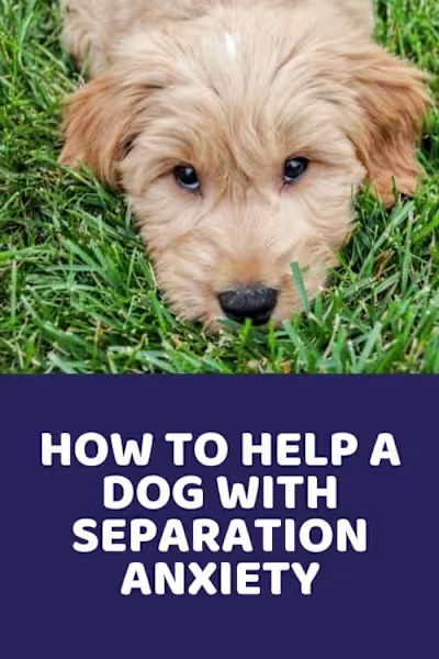 How To Help A Dog With Separation Anxiety - Doodle Doods