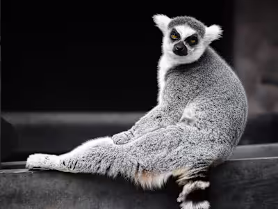 Tenerife Zoo Monkey Park 