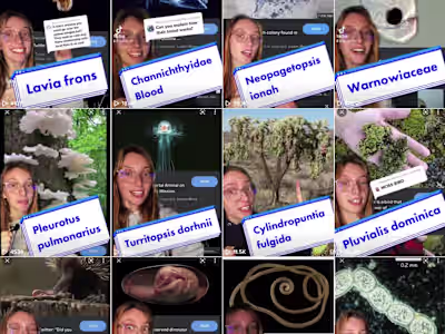 Popular TikTok Posts