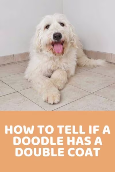 How To Tell If A Doodle Has A Double Coat - Doodle Doods