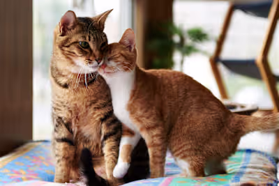 I have 7 cats – these are the cat litters I use