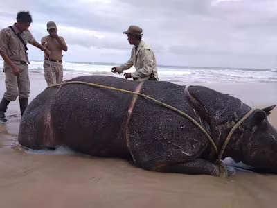 Disputed Javan rhino numbers highlight Indonesia’s fraught cons…